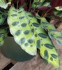 lanceolate, light green leaves, dark green spots, wavy margins