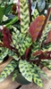 houseplant, pale green leaves, dark green blotches and margins