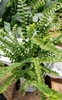 compact, dwarf variety, petite green leaves