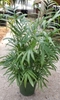 Houseplant view