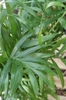 foliage view