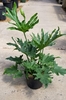 Houseplant view