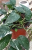houseplant view with young leaves