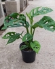 Monstera adansonii (Swiss Cheese Plant) houseplant view