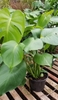 Monstera deliciosa (Split-leaf philodendron) houseplant view