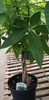 Pachira aquatica houseplant view