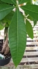 Pachira aquatica leaf view