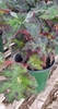 Begonia--Rex Types (Painted Leaf Begonia) houseplant view