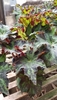 Begonia--Rex Types (Painted Leaf Begonia) houseplant view