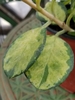 variegated leaves--dark green, pale green, and cream