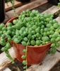 potted plant with tiny, fleshy, pea-shaped, green leaves