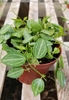 potted view with vining stems, variegated, ovate leaves