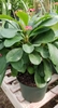 potted view, bright green leaves with tiny flowers