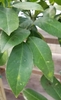 close-up of green, ovate leaves with crenate margins