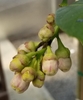 view of flower buds, cultivar 'Ponderosa'
