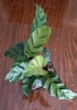 view of the dark green leaves with pale green, midrib to margins