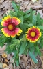 yellow & orange petals, center disk red & yellow florets