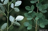 Trifolate leaves with small point at the tip are lighter on the