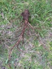 Daucus carota