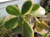 Crassula ovata 'Variegata'