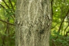 Rough textured brown bark