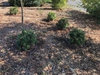 Young Encore Azalea plants in a group, surrounded by drip hose