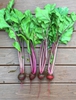 Beta vulgaris (Garden Beet Group)