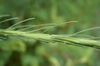 Liatris spicata var. resinosa