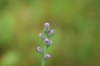 Liatris spicata var. resinosa