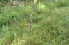 Liatris spicata var. resinosa