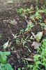 Beta vulgaris (Garden Beet Group)