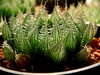 Haworthia