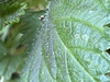 Singing hairs