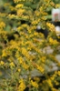 Solidago rugosa 'Fireworks' flowers