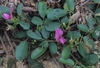 Galactia regularis