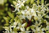 Close up of flowers