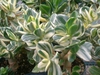 Crassula ovata 'Variegata'