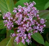Mature inflorescence with open and unopened flowers.