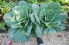 Brassica oleracea (Acephala group)