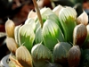 Haworthia