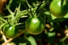 Green, unripe tomatoes.