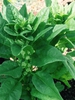 Spinacia oleracea