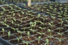 Lactuca sativa