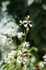 Eruca vesicaria