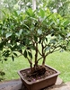 As bonsai