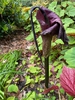 Faded bloom