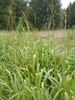 A field of grass with large, broad leaves and long, thin flowers