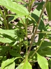 Stems & leaves