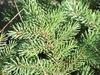 Form