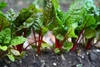 Row of plants with green leave with red veins and petioles.